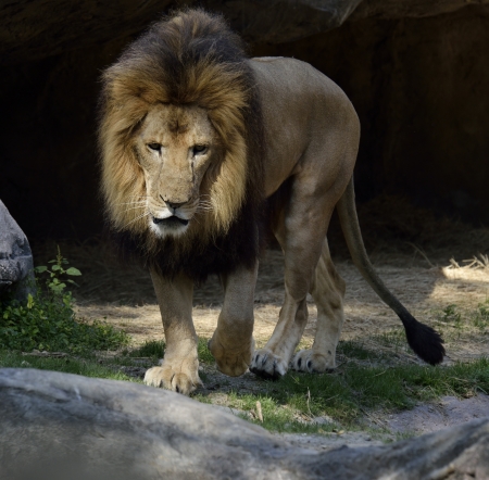 Close Up Picture Of Walking Lion