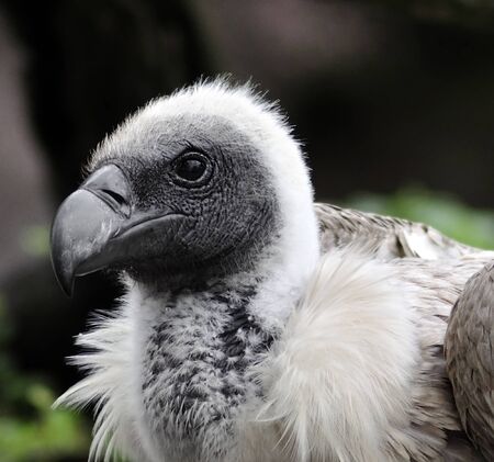 A Young Griffon Vulture Portraitの写真素材