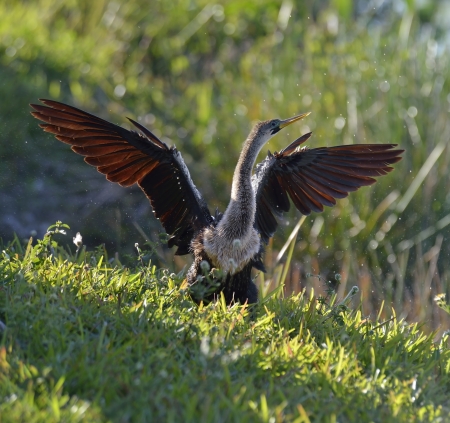 Male American Anhinga (Anhinga anhinga) 