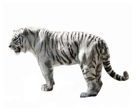 White Tiger On A White Backgroundの写真素材