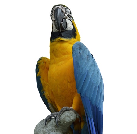 Colorful Blue Parrot Macaw  On White Background の写真素材