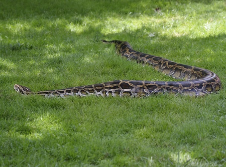 Python In The Grass,Close Upの写真素材