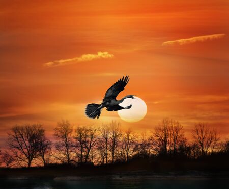 Flying Bird At Sunset