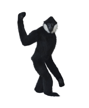 Male White-Cheeked Gibbon  Hylobates Concolor Leucogenys  の写真素材