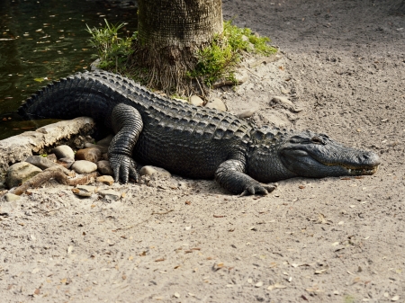 A Large Male American Alligatorの写真素材