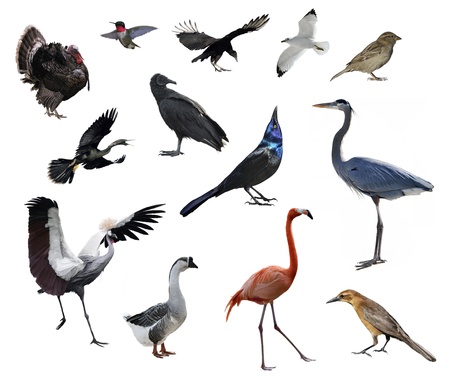 Wild Birds Collection On White Backgroundの写真素材