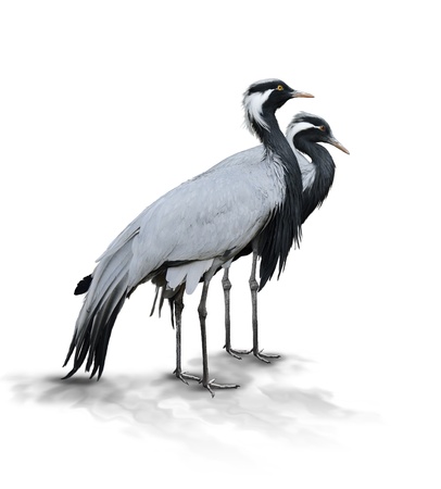 Two Demoiselle Crane Birds On White Backgroundの写真素材