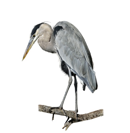 Great Blue Heron Perching On White Backgroundの写真素材