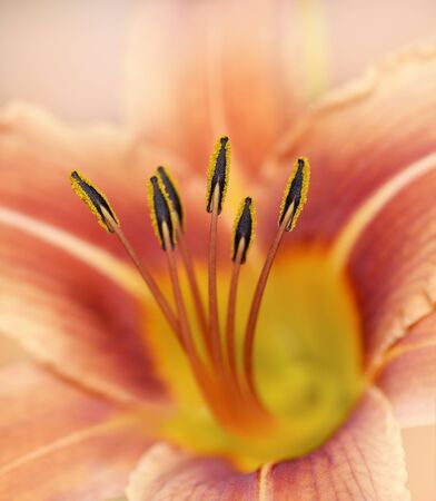 Orange Lily Flower,Close Upの写真素材