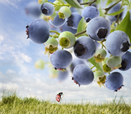 Close Up Of Blueberries  On A Bush の写真素材