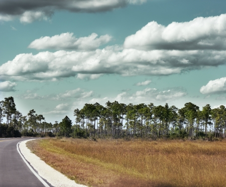 A Road Running Through A Pine Forest の写真素材
