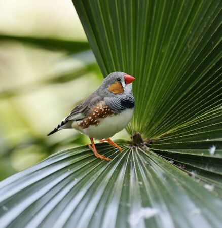 Zebra Finch Sitting On A Palm Leafの写真素材