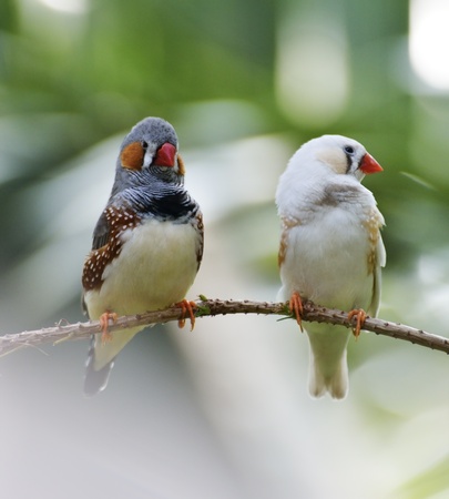 Zebra Finch Birds Sitting On A Branchの写真素材