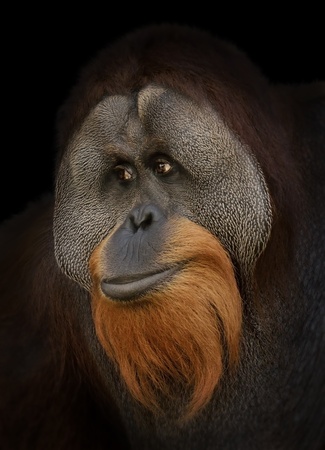 Orangutan Portrait , Close Up Shot の写真素材