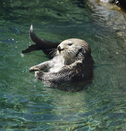 Wild Sea Otter (Enhydra Lutris)  Floatingの写真素材