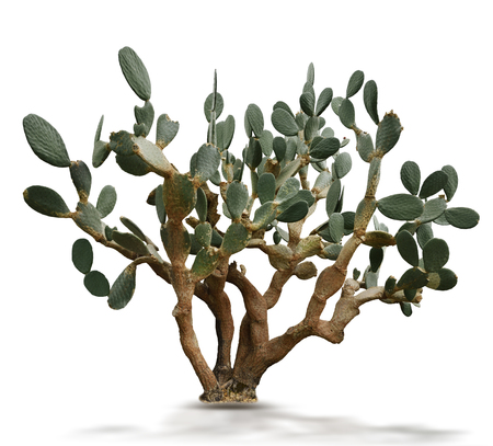 Indian Fig Plant Isolated On Whiteの写真素材