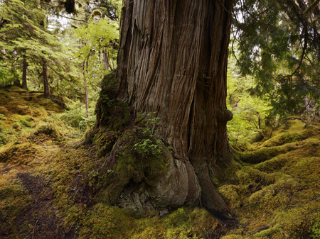 Roots Of An Large  Old Tree In The Rain Forest 