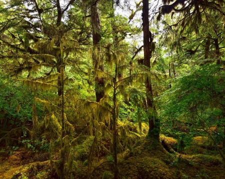  Colorful Rain Forest With Sunlightの写真素材