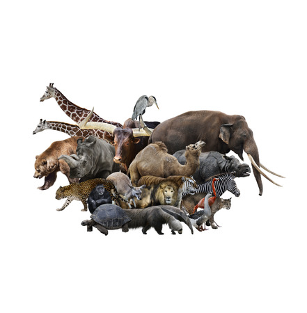 A Collage Of Wild Animals And Birds A Collage Of Wild Animals And Birds