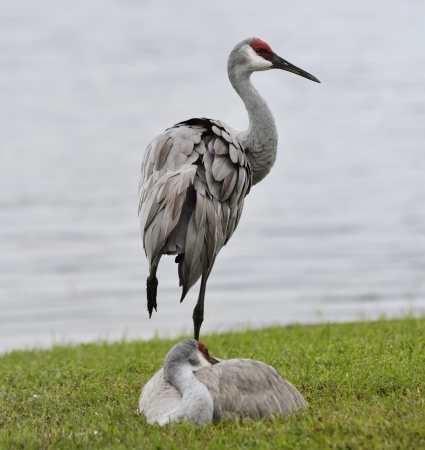 Sandhill Cranes Restings Near Lakeの写真素材