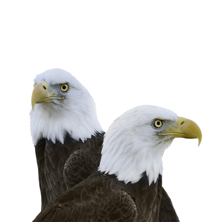  American Bald Eagles Isolated On White Background