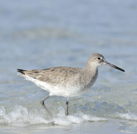 Willet Bird On Gulf Coast Beach