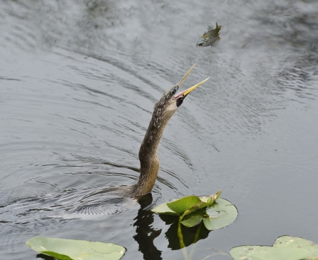 Anhinga feeding In Wetland Pond