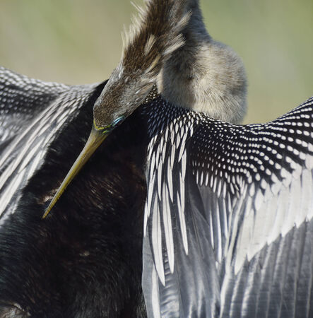 American Anhinga (Anhinga anhinga),Portrait の写真素材