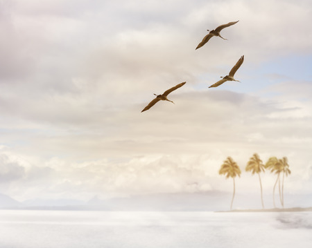 Foggy Morning And Cranes In Flightの写真素材