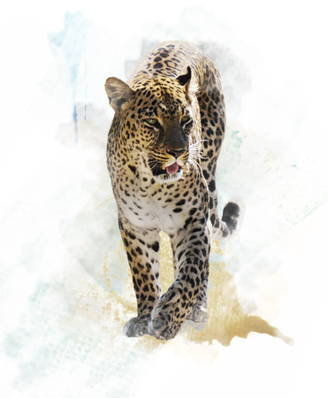 Watercolor Digital Painting Of  Leopard の写真素材