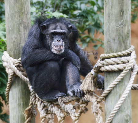 Chimpanzee Perching In The Zooの写真素材