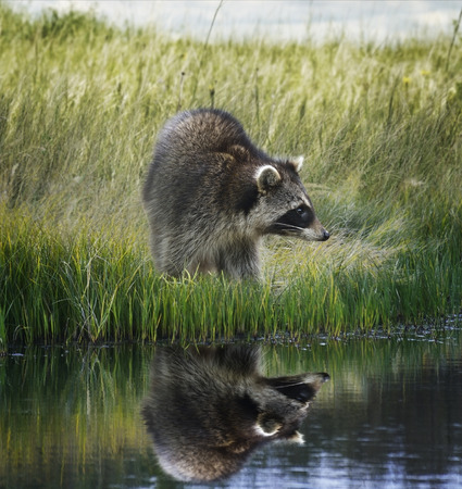 Raccoon  On Grassy Bank With Reflectionの写真素材