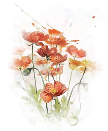 Watercolor Digital Painting Of  Red Poppy Flowersの写真素材
