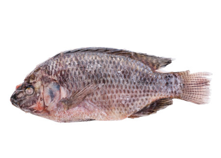 Frozen Whole Fish Isolated On White Backgroundの写真素材