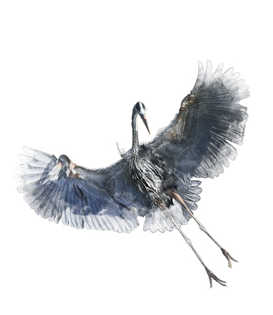 Watercolor Digital Painting Of  Great Blue Heron In Flight On White Backgroundの写真素材