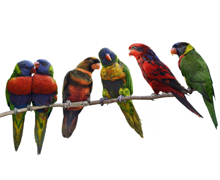 Colorful Parrots(Rainbow Lorikeet), Perching ,Isolated On White Backgroundの写真素材