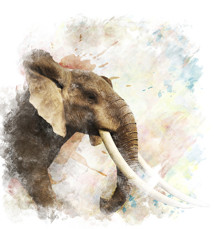 Watercolor Digital Painting Of  Elephantの写真素材
