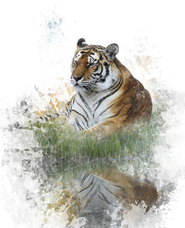 Watercolor Digital Painting Of Tigerの写真素材