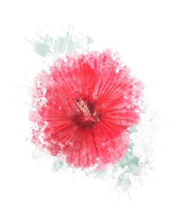 Watercolor Digital Painting Of Hibiscus Flowerの写真素材