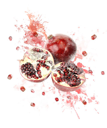 Watercolor Digital Painting Of   Juicy Pomegranateの写真素材