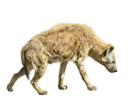Spotted Hyena Isolated On White Backgroundの写真素材