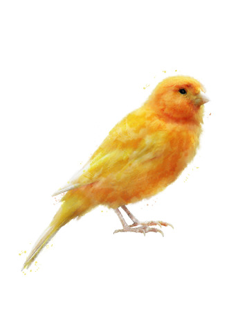 Watercolor Digital Painting Of Yellow Birdの写真素材