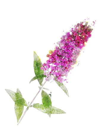 Watercolor Digital Painting Of Buddleja Branch (Butterfly Bush)の写真素材