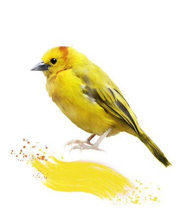 Watercolor Digital Painting Of Yellow Birdの写真素材