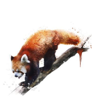 Watercolor Digital Painting Of Red Pandaの写真素材