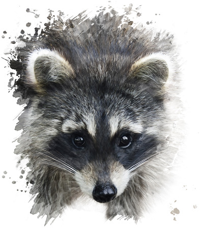 Digital Painting Of Raccoon Portraitの写真素材