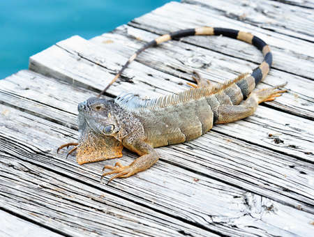 Iguana Resting On Wooden Bridgeの写真素材