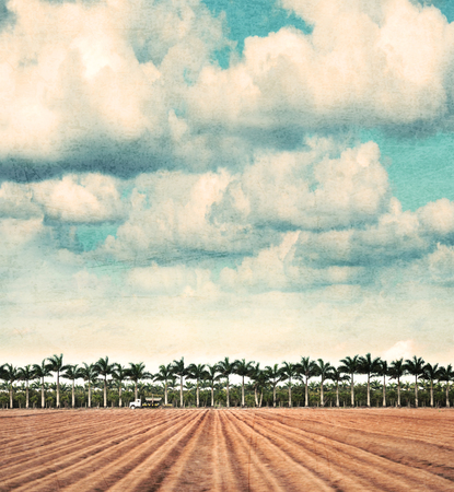 Farmland In Florida, Vintage Style Photo.の写真素材