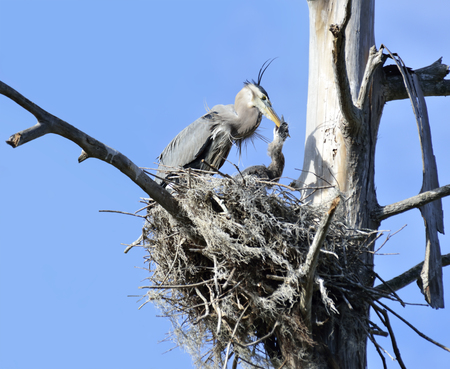 Great Blue Heron (Ardea Herodias) Feeding A Babyの写真素材