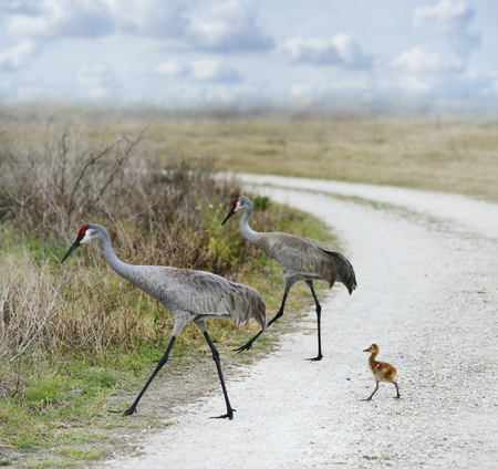 Sandhill Cranes Family Crossing A Country Roadの写真素材